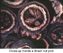 Brazil Nuts, Shelled: 1/4 Pound